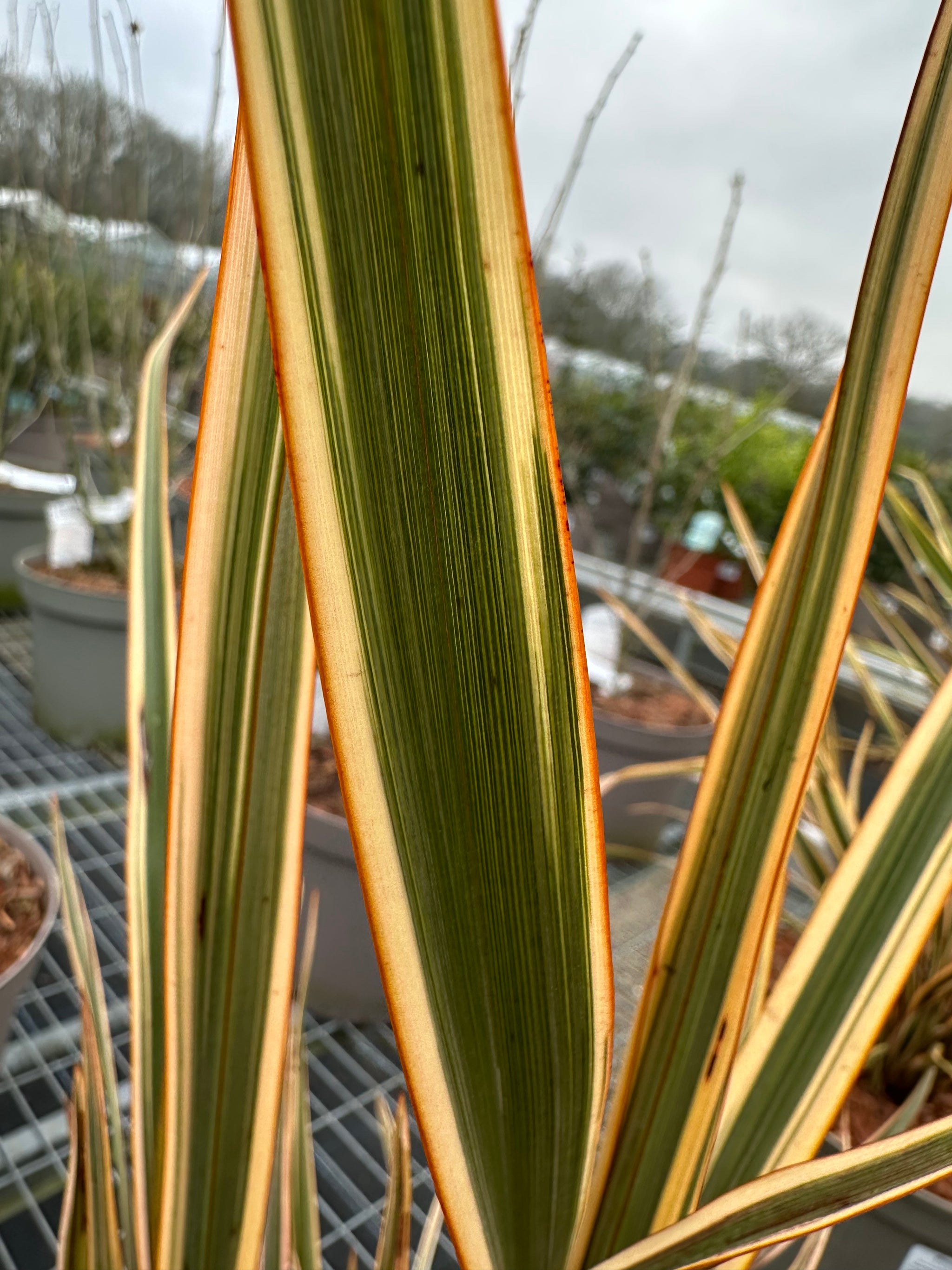 Phormium 'Golden Ray' - 7.5Litre