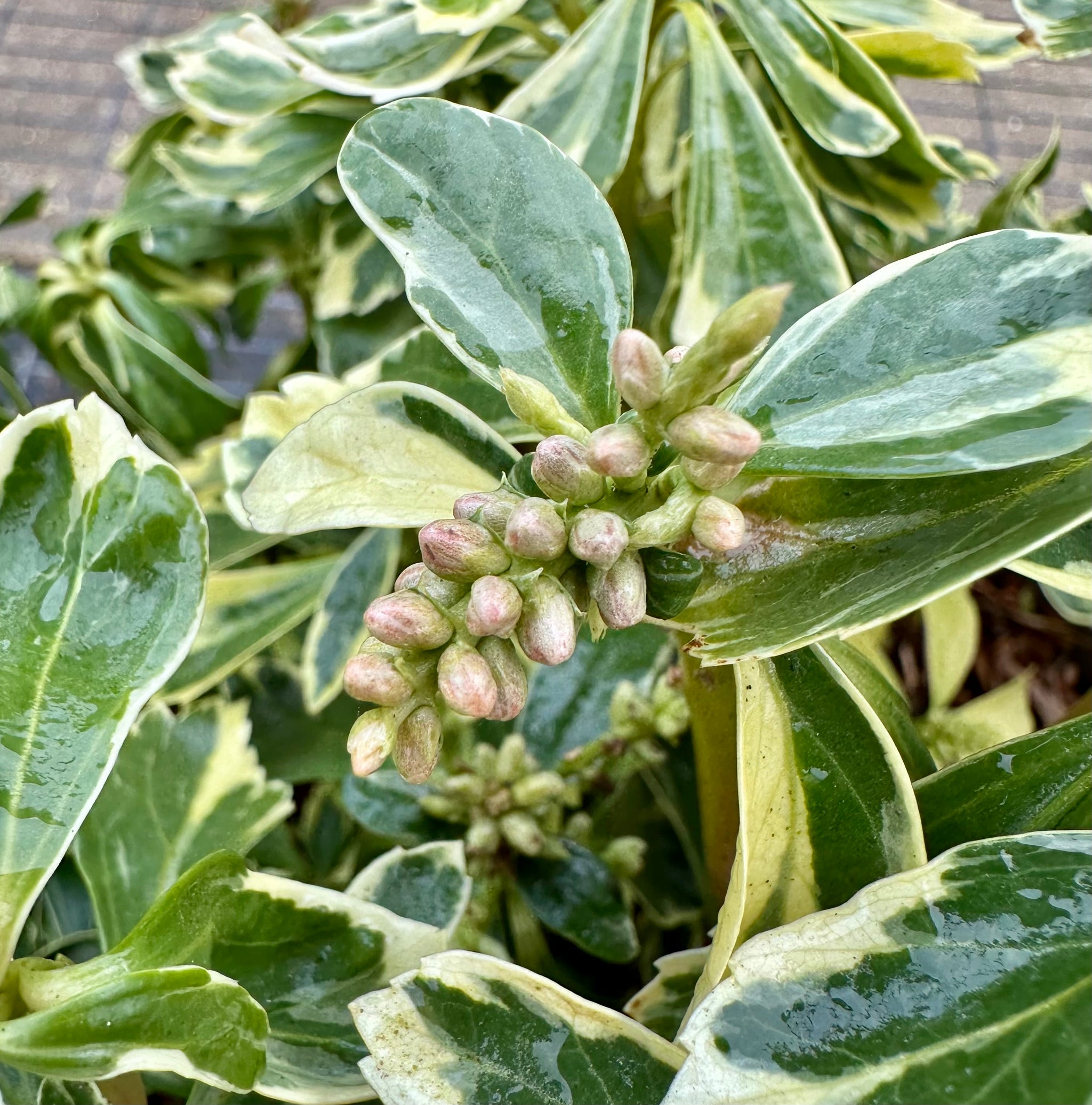 Pachysandra terminalis 'Variegata' - 7.5Litre