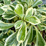 Pachysandra terminalis 'Variegata' - 7.5Litre