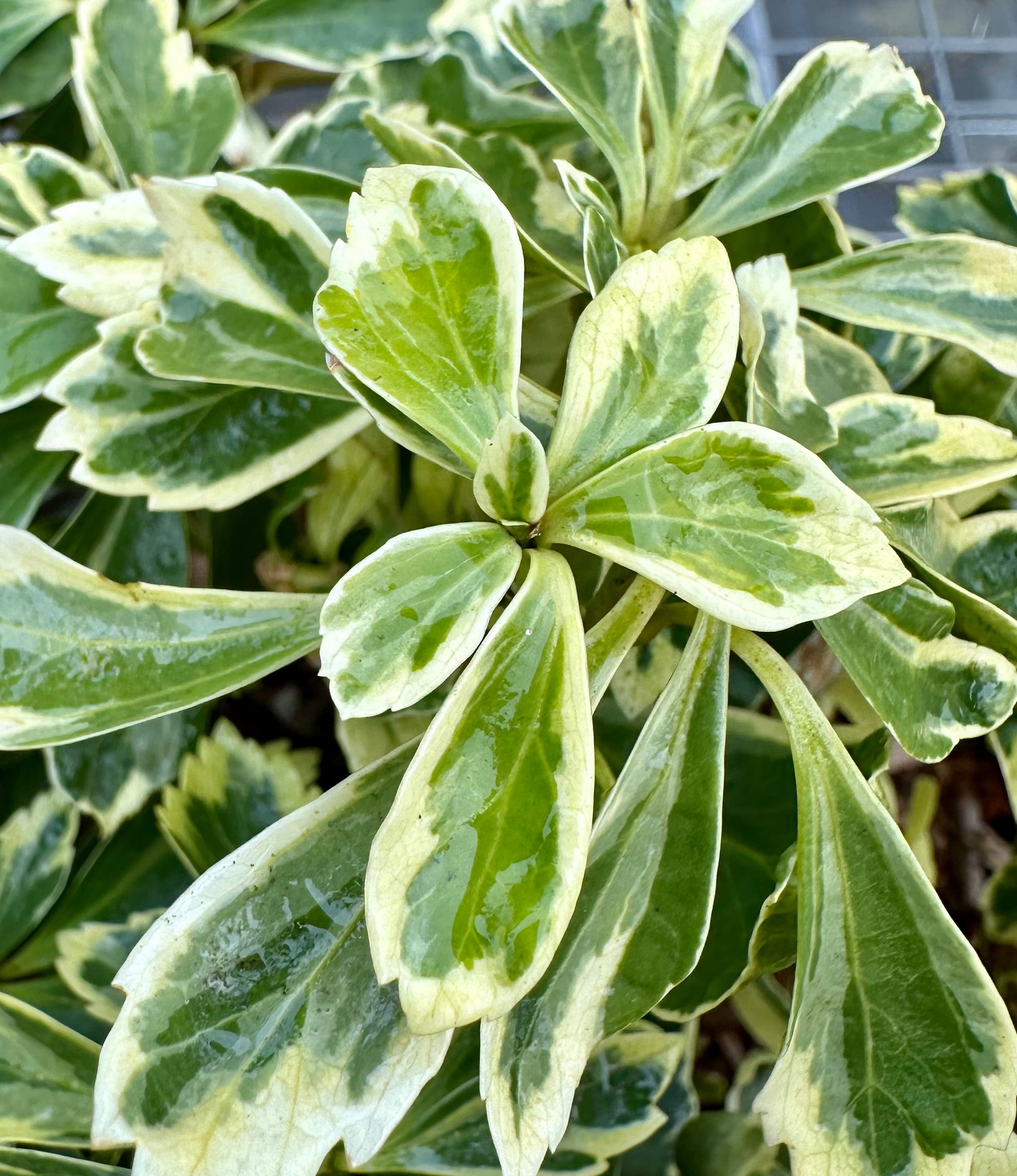 Pachysandra terminalis 'Variegata' - 7.5Litre