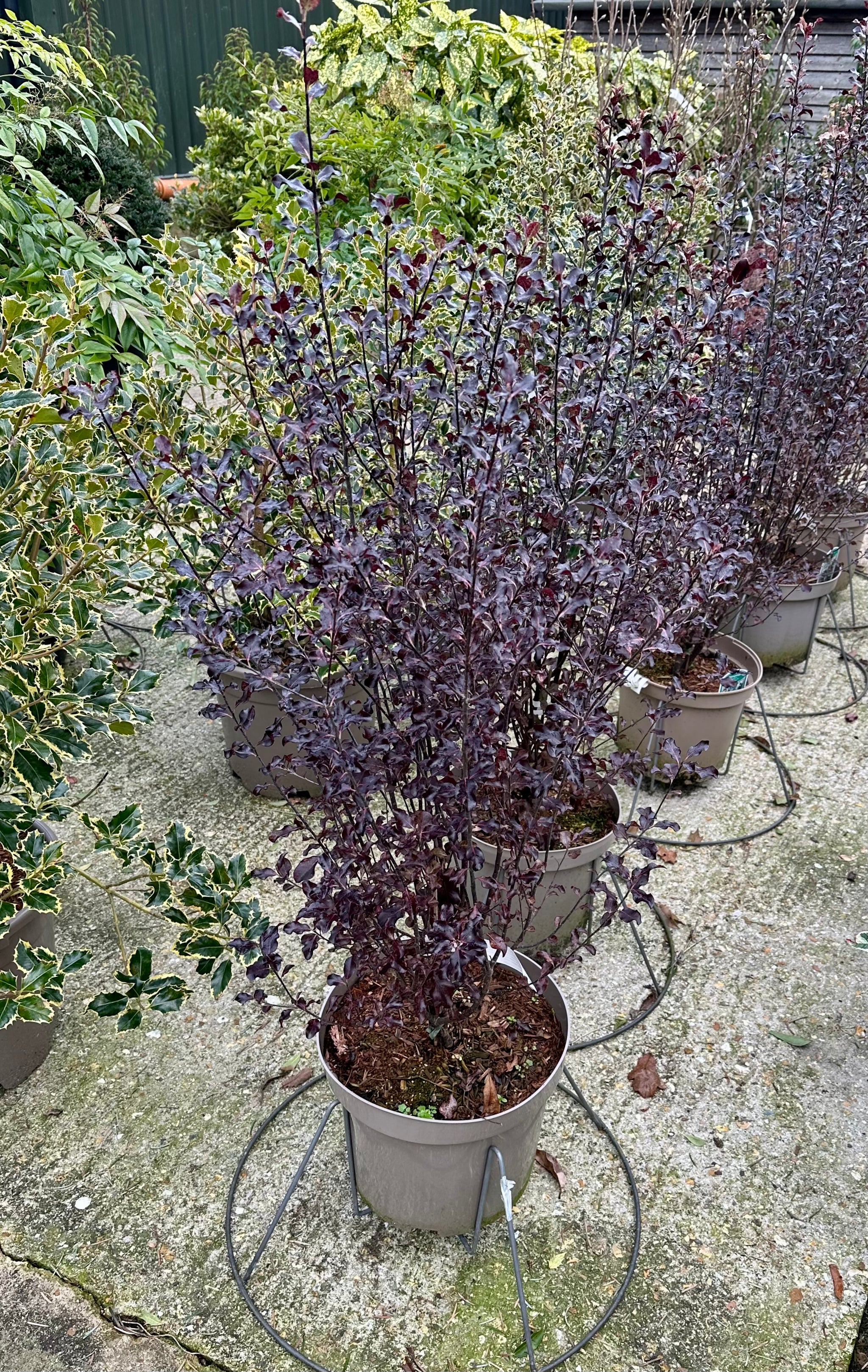 Pittosporum ‘Dark Diva’ - 7.5Litre