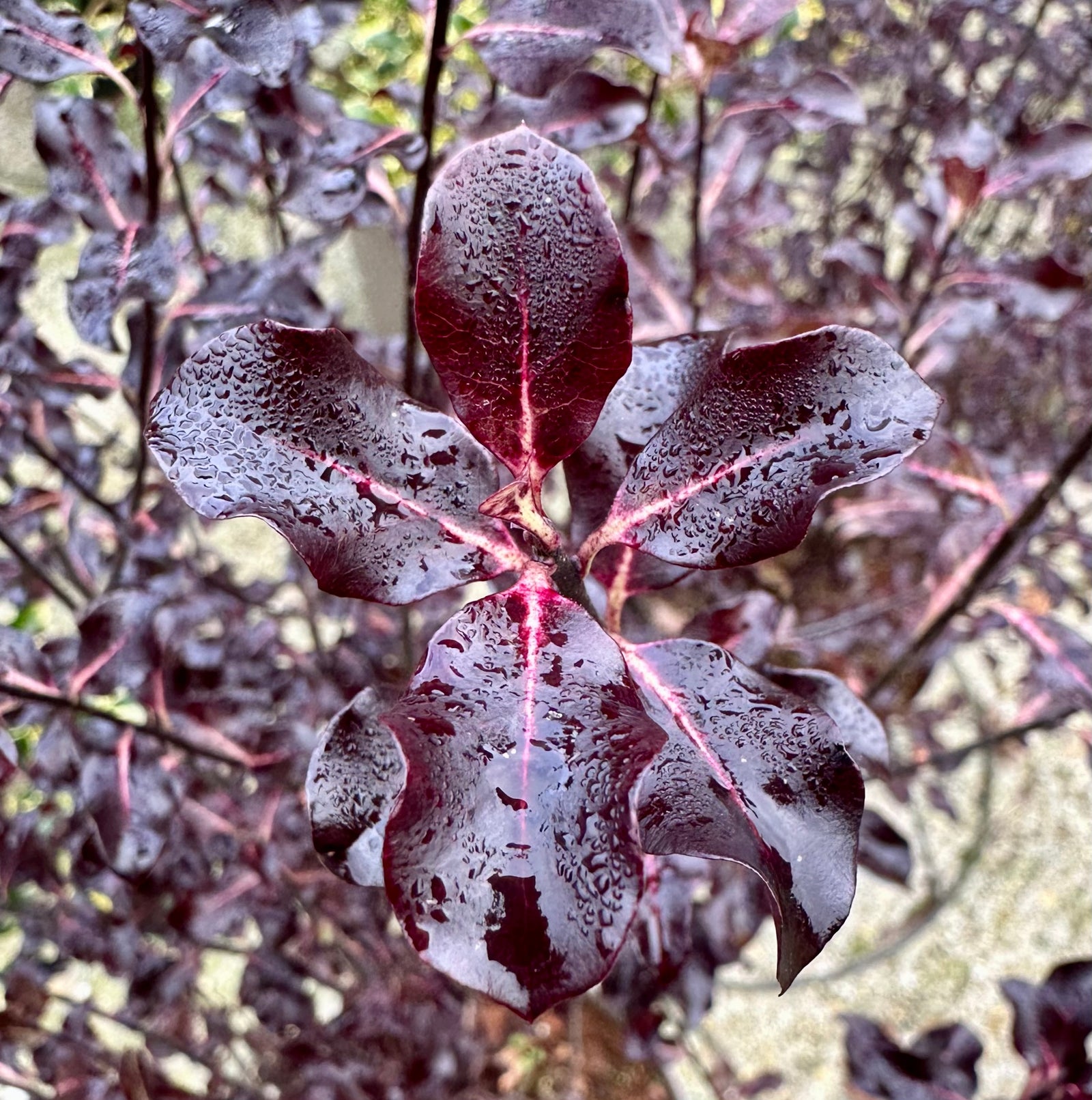 Pittosporum ‘Dark Diva’ - 7.5Litre