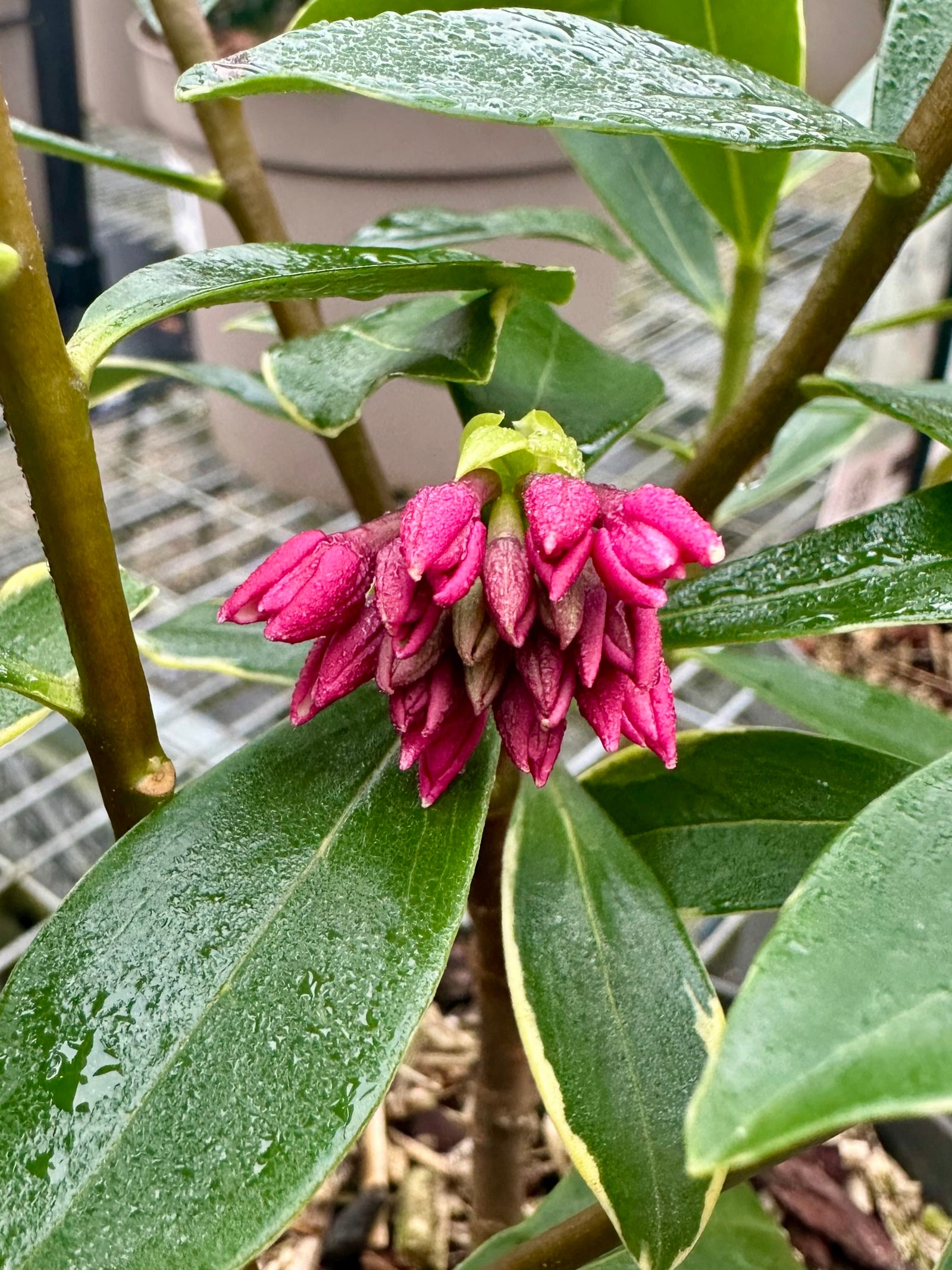 Daphne odora ‘Aureomarginata' - 2Litre