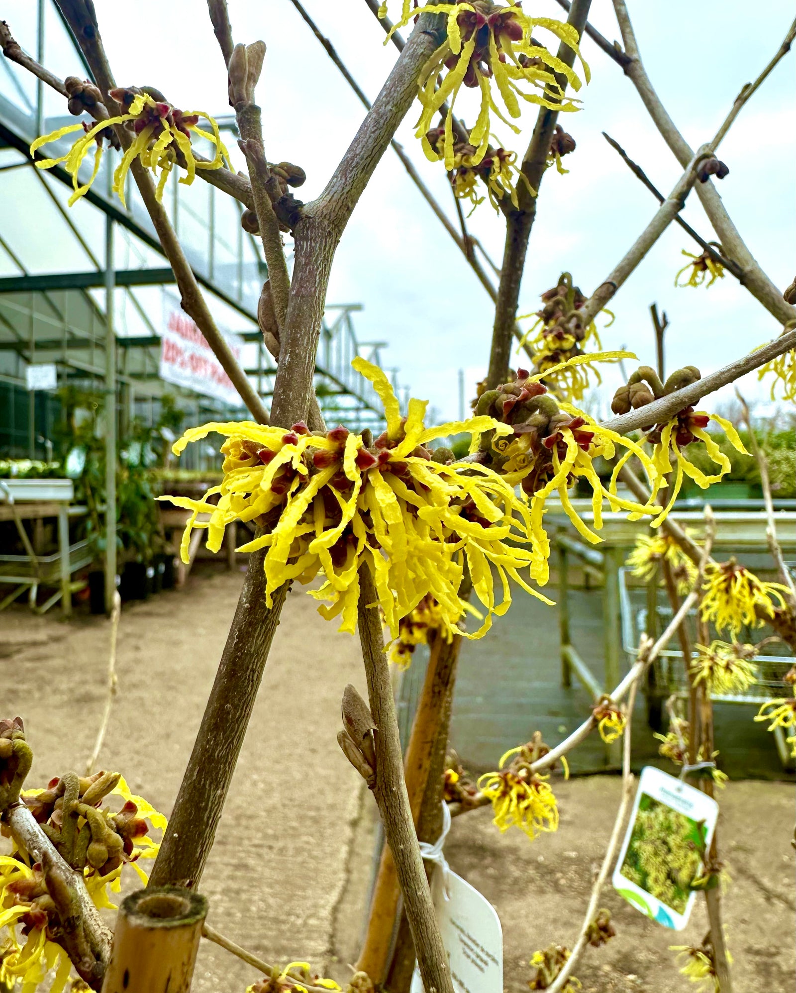 Hamamelis xintermedia ‘Arnold Promise’ - 5Litre