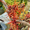 Hamamelis xintermedia ‘Aphrodite 5Litre