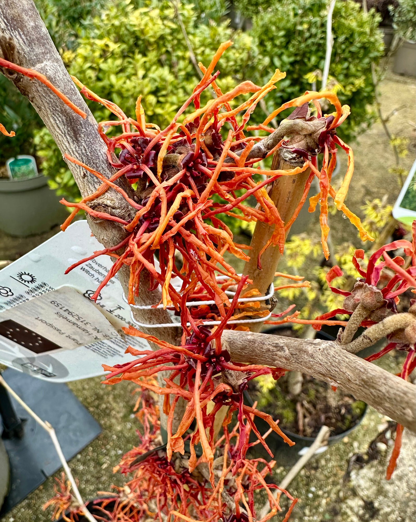 Hamamelis xintermedia ‘Aphrodite 5Litre