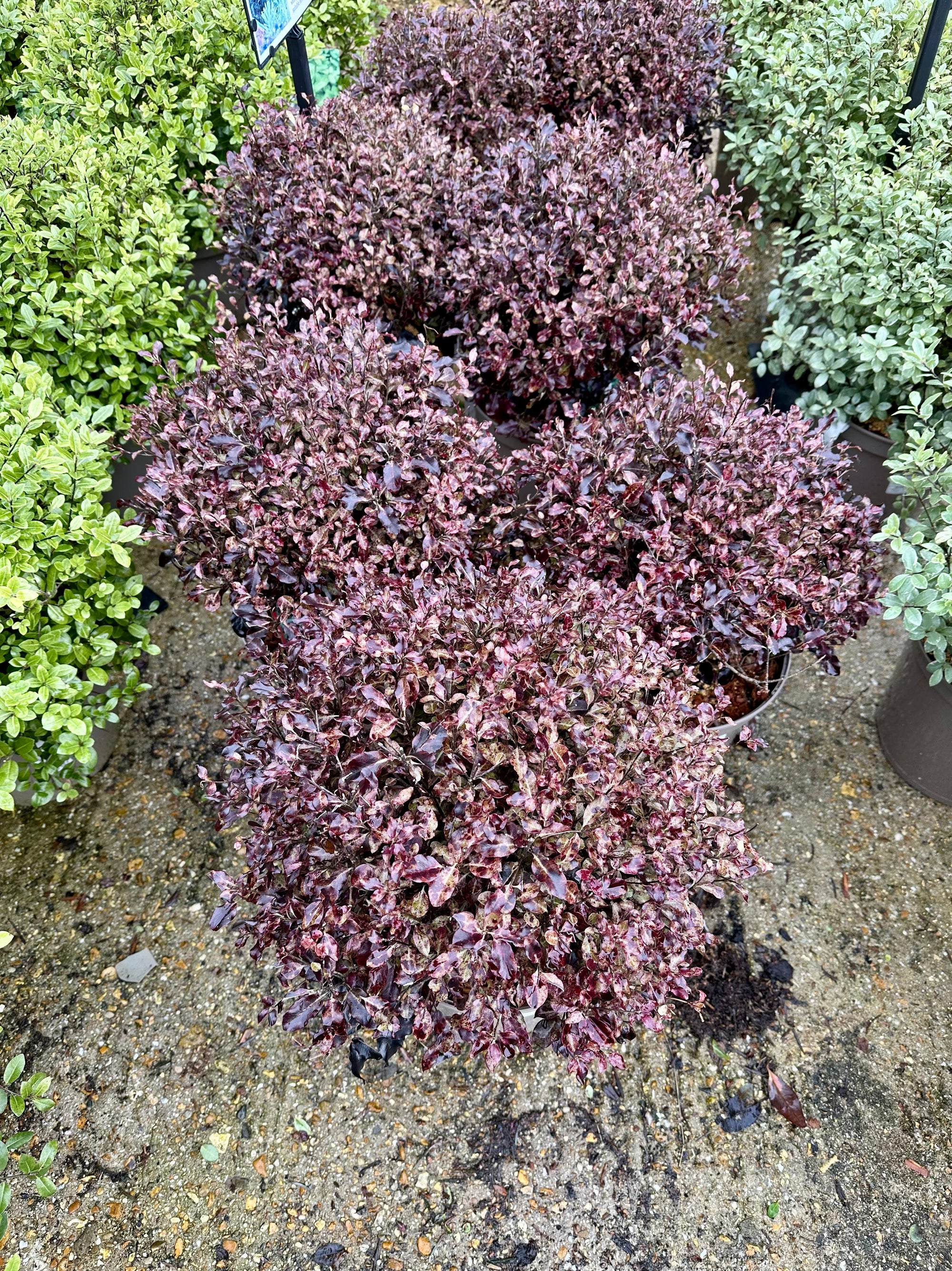 Pittosporum ‘Tom Thumb’ - 7.5Litre