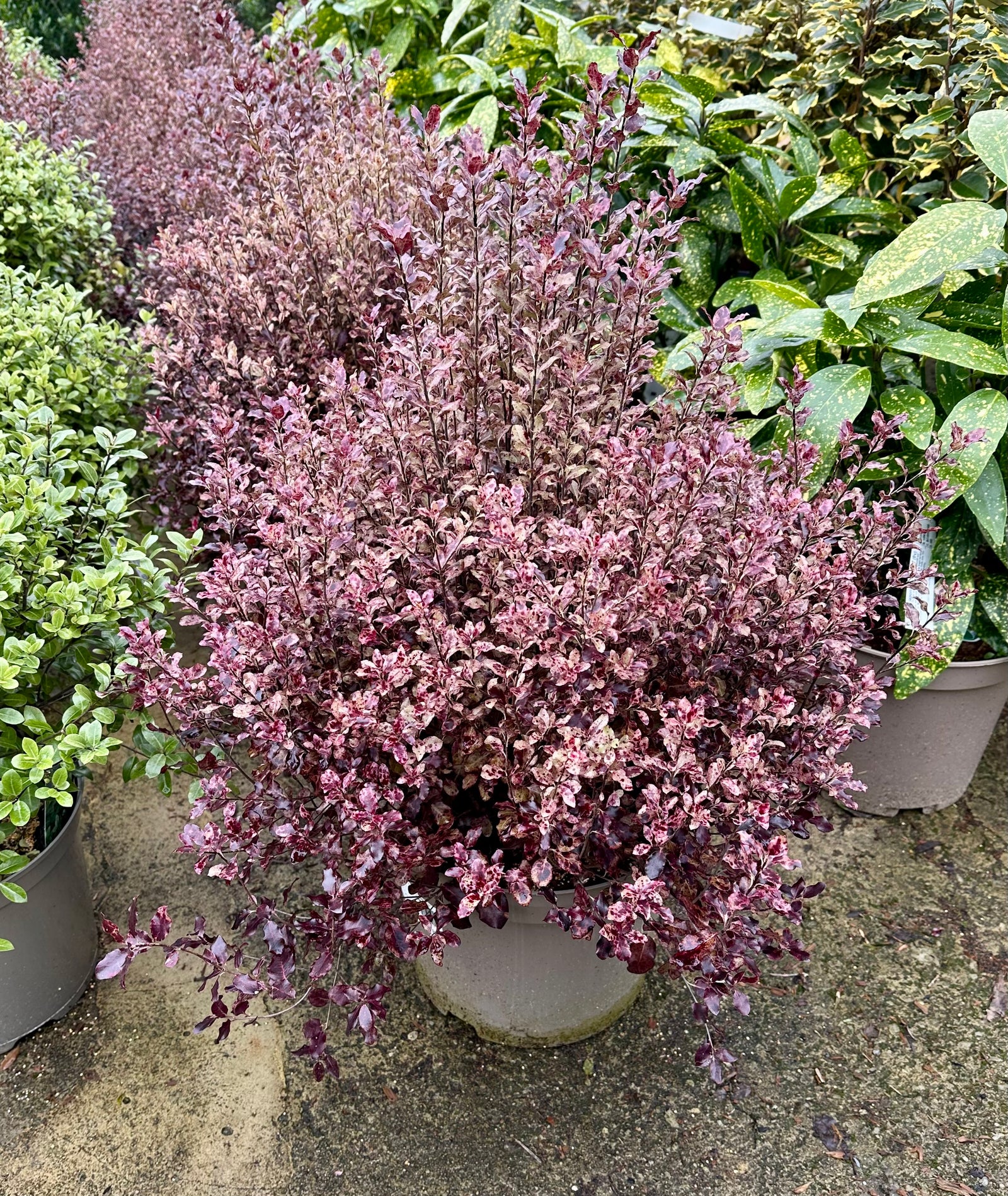 Pittosporum ‘Tom Thumb’ - 7.5Litre