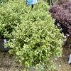 Pittosporum ‘Golf Ball’ - 7.5Litre