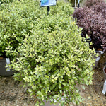 Pittosporum ‘Golf Ball’ - 7.5Litre