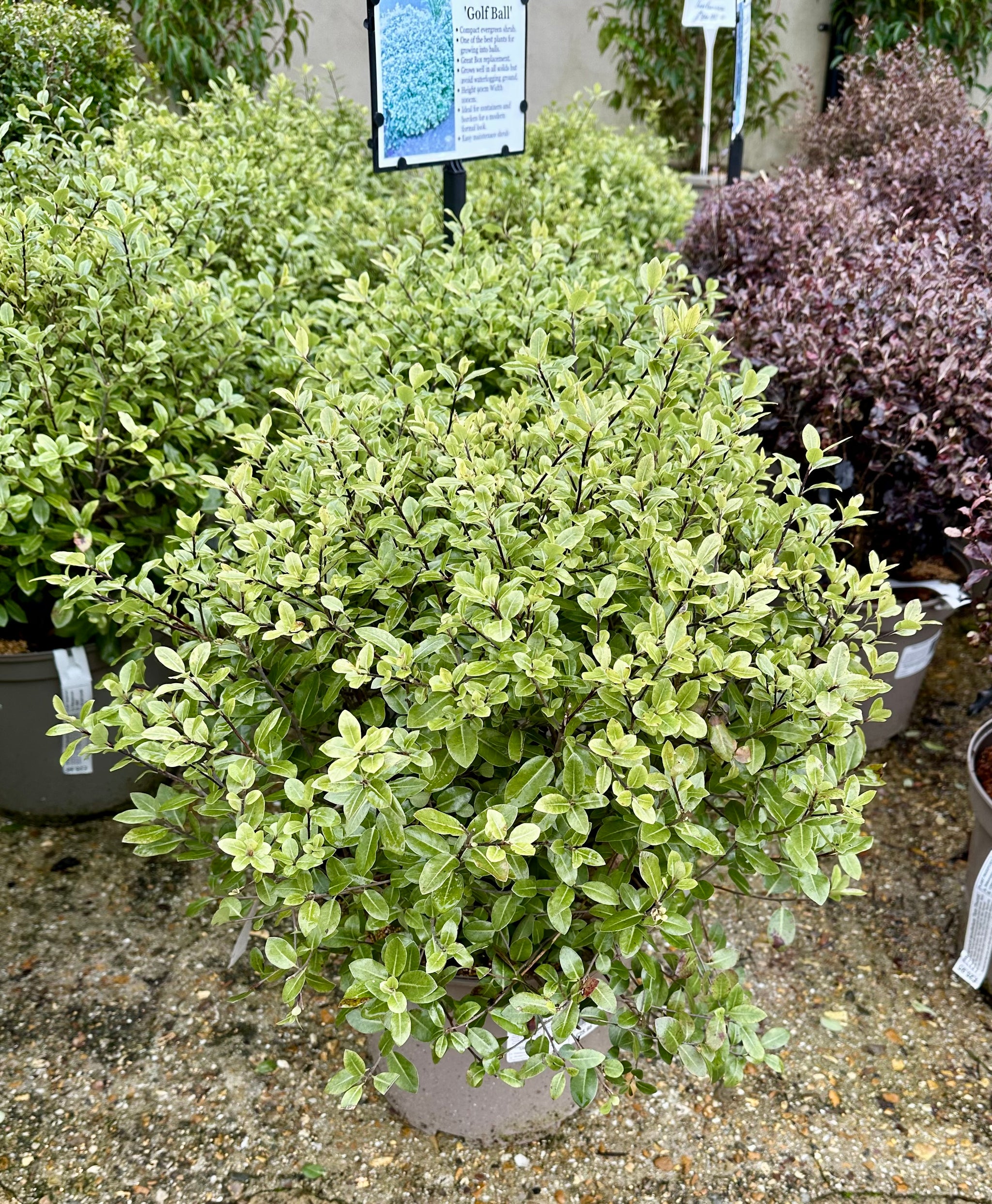 Pittosporum ‘Golf Ball’ - 7.5Litre