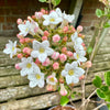 Viburnum burkwoodii ‘Anne Russel’ - 5Litre