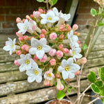 Viburnum burkwoodii ‘Anne Russel’ - 5Litre