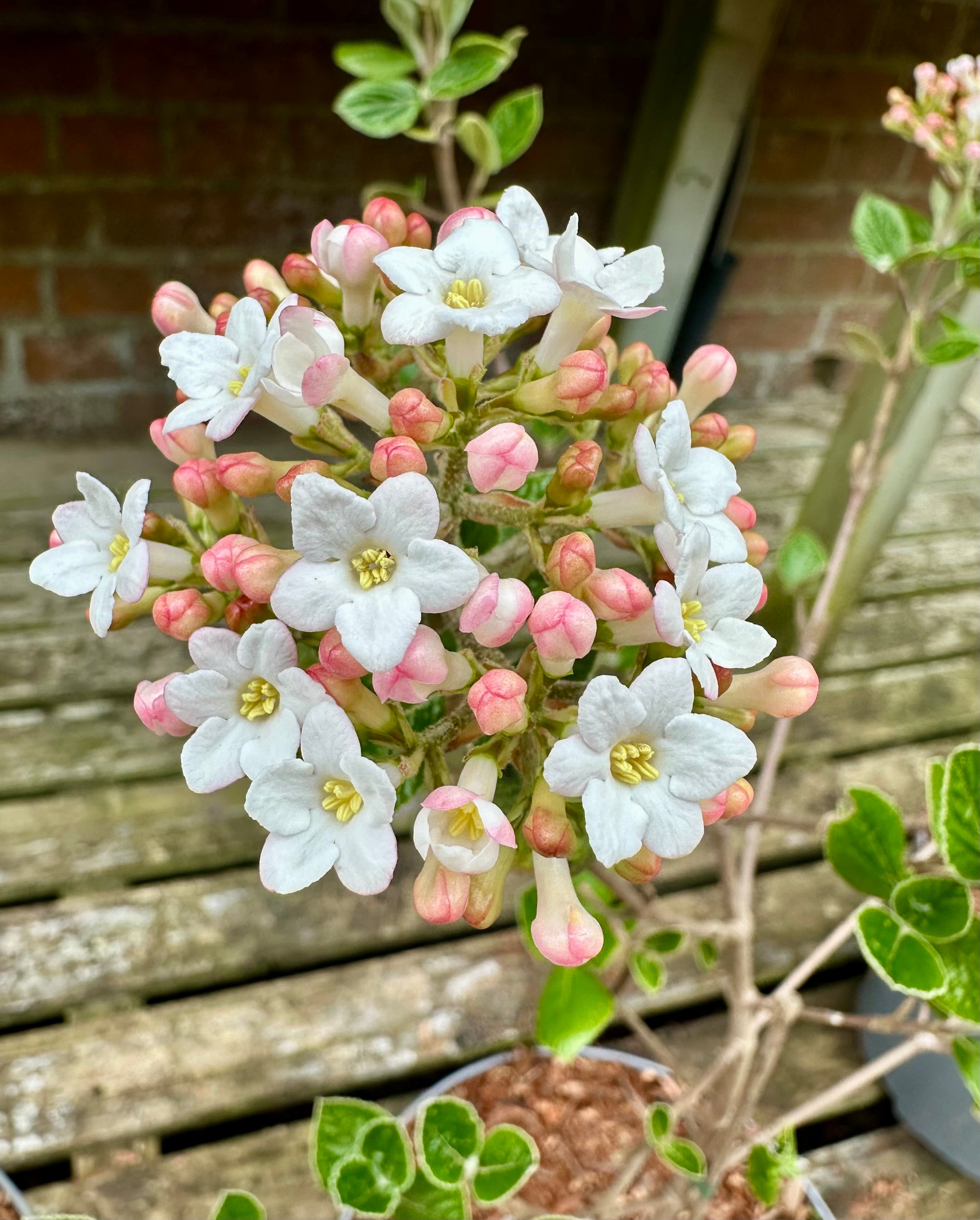 Viburnum burkwoodii ‘Anne Russel’ - 5Litre