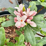 Daphne transatlantica ‘Eternal Fragrance’