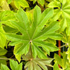 Tetrapanax papyrifera ‘Rex’ - 7.5Litre