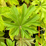 Tetrapanax papyrifera ‘Rex’ - 7.5Litre