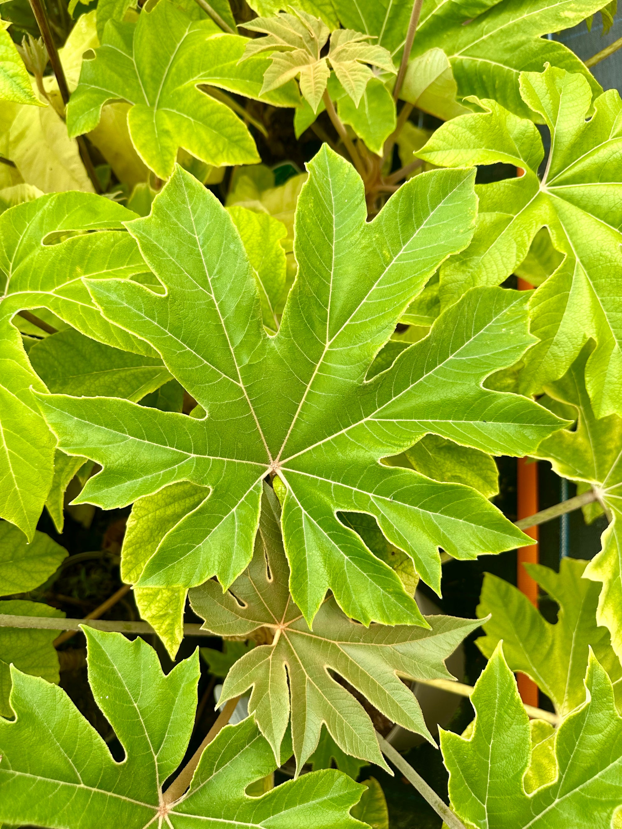 Tetrapanax papyrifera ‘Rex’ - 7.5Litre