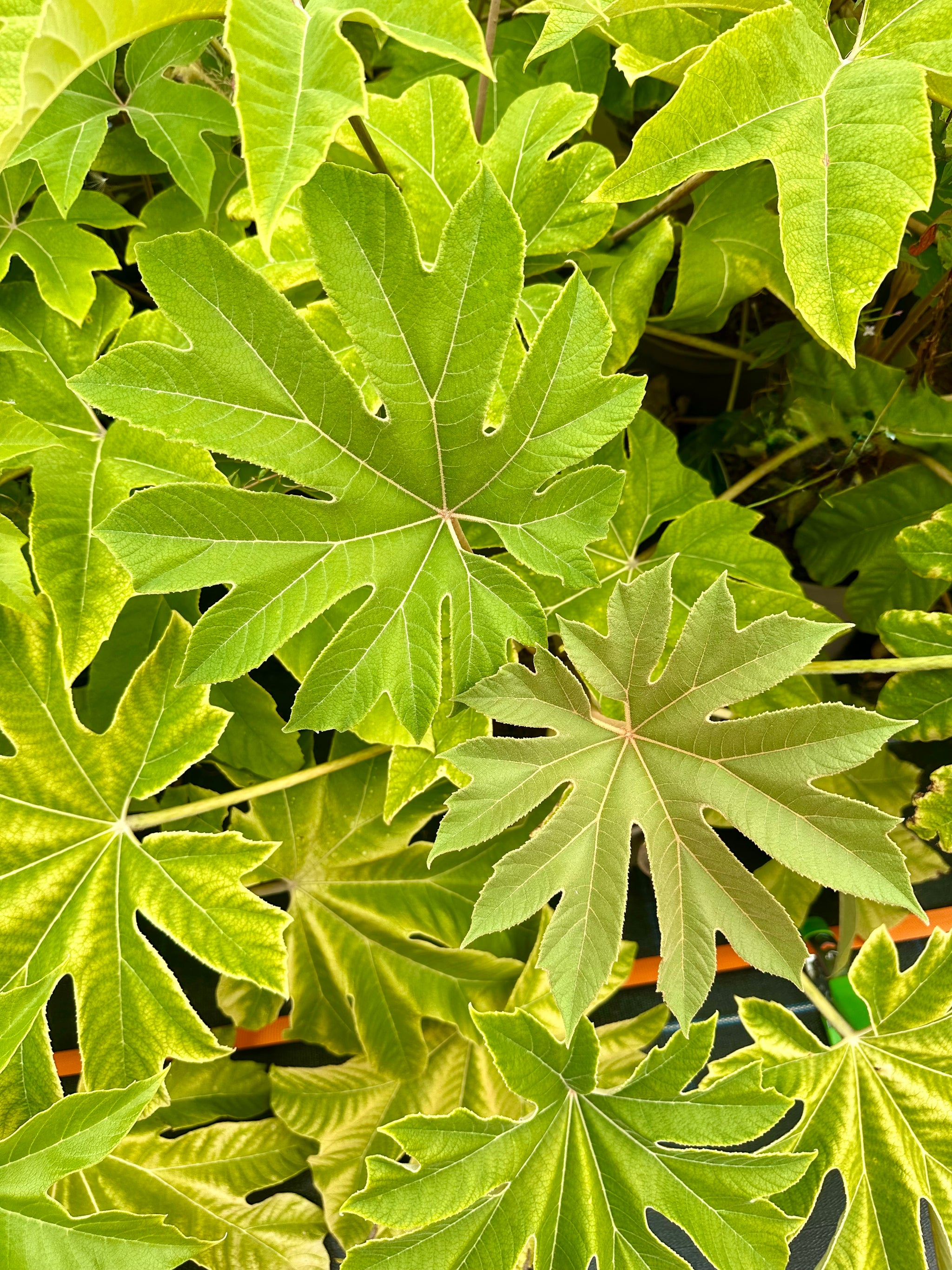 Tetrapanax papyrifera ‘Rex’ - 7.5Litre
