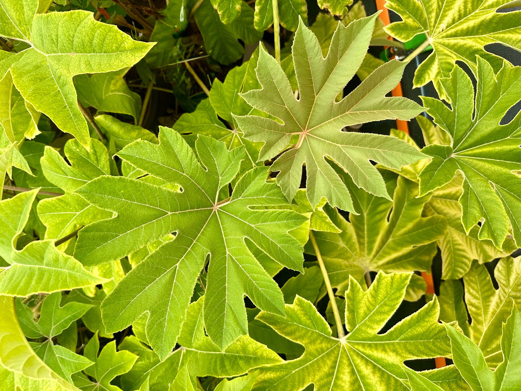 Tetrapanax papyrifera ‘Rex’ - 7.5Litre
