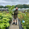 Fatsia japonica - 7.5Litre