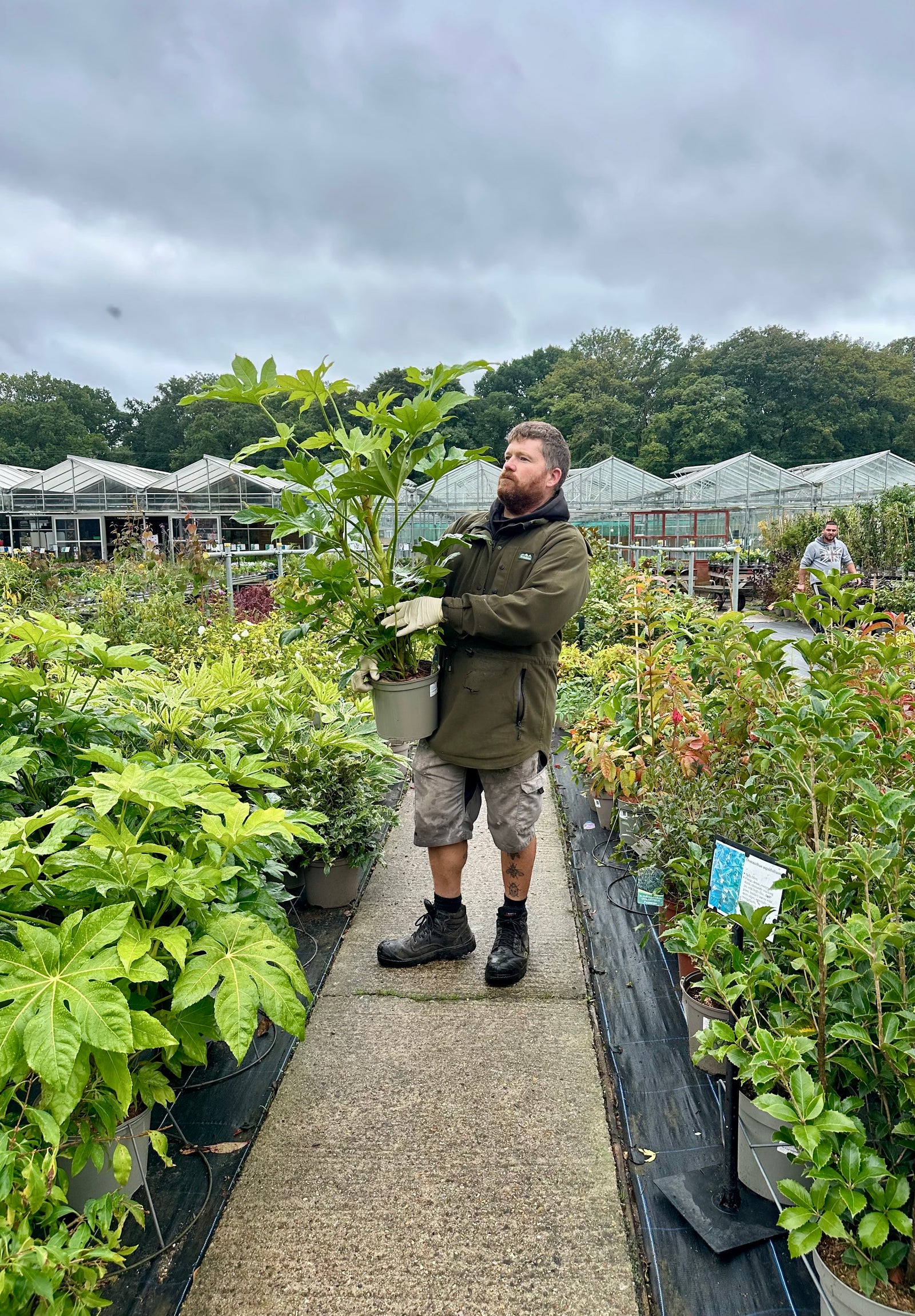 Fatsia japonica - 7.5Litre