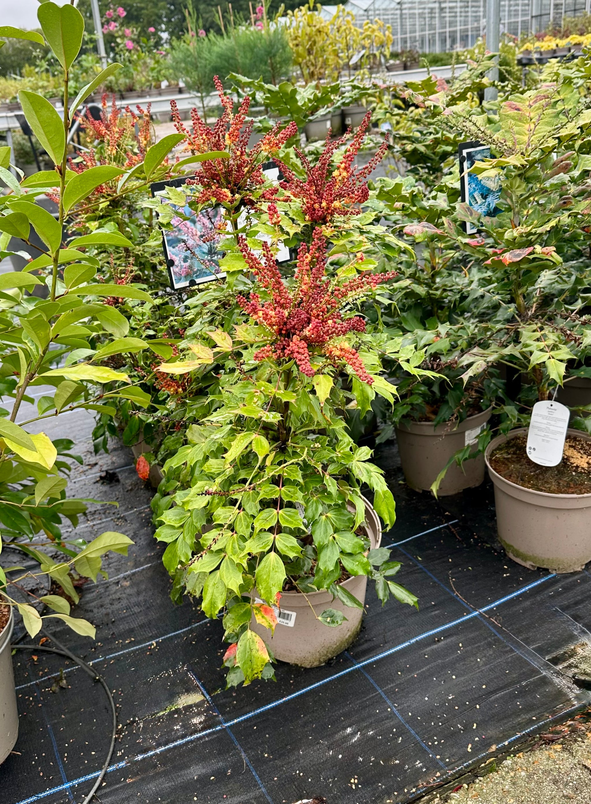 Mahonia nitens 'Cabaret' - 7.5Litre