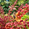Mahonia nitens 'Cabaret' - 7.5Litre