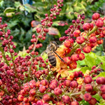 Mahonia nitens 'Cabaret' - 7.5Litre