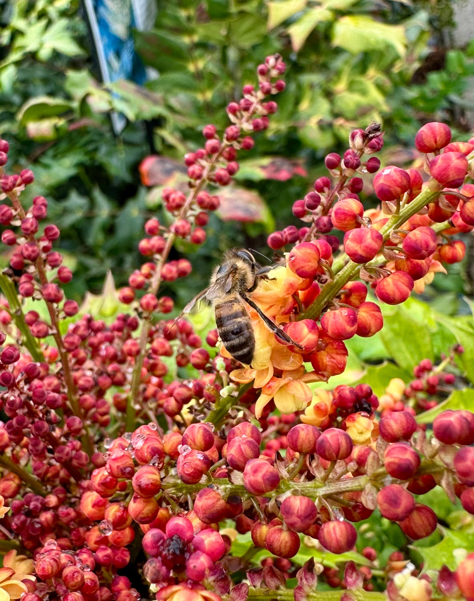 Mahonia nitens 'Cabaret' - 7.5Litre
