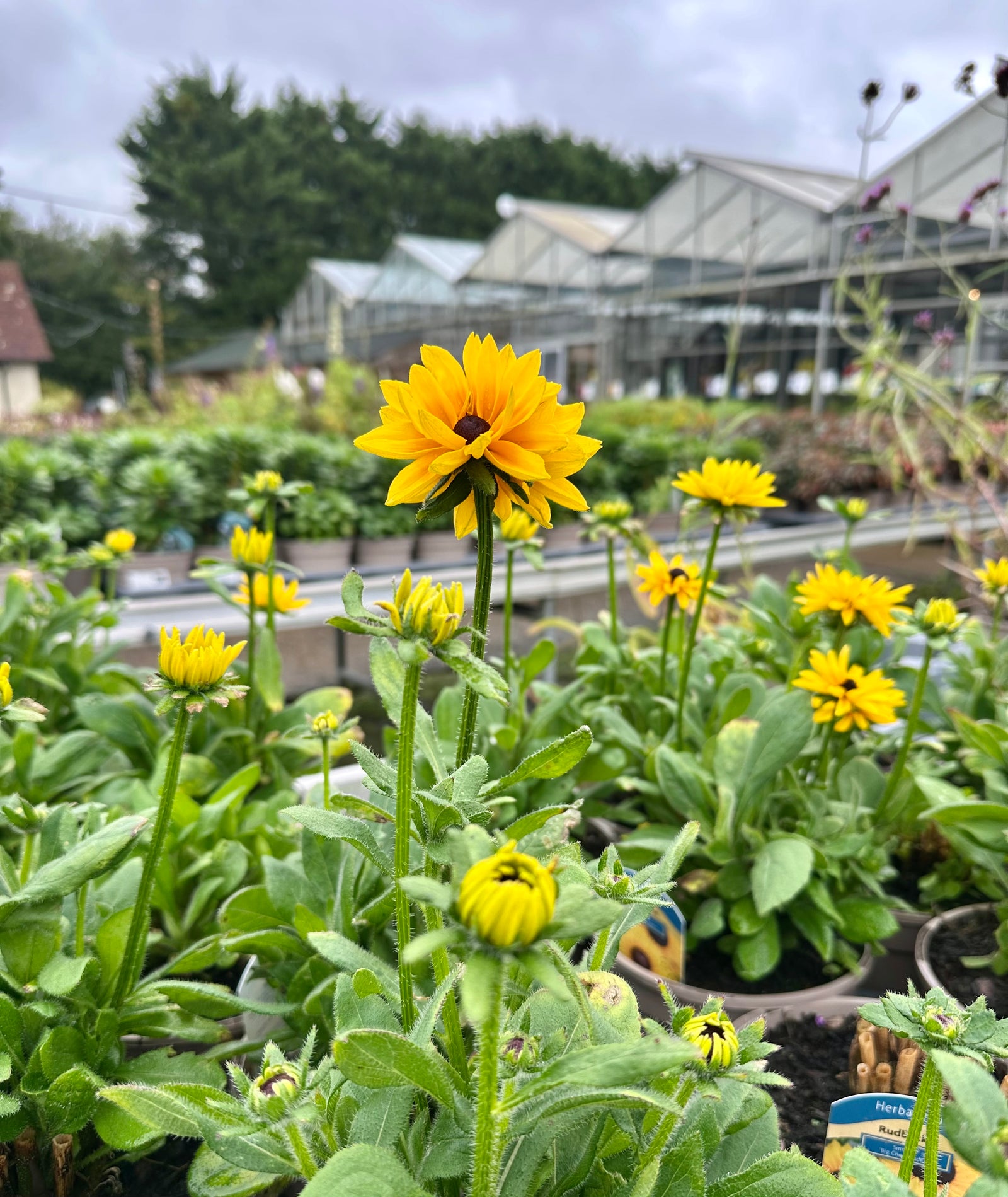 Rudbeckia ‘SmileyZ Big Cheerleader’ - 2 Litre