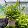 Dryopteris ‘Jurassic Gold’ - 2litre