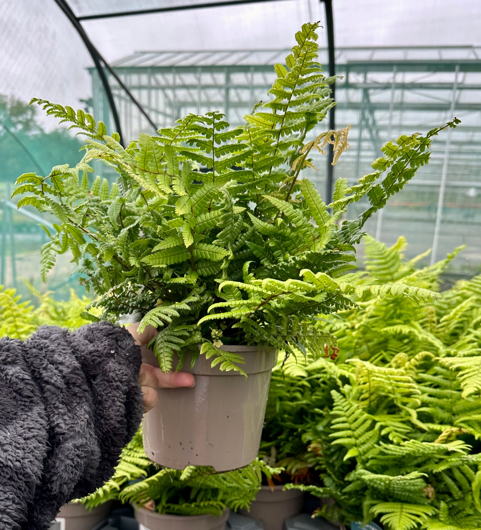 Dryopteris ‘Jurassic Gold’ - 2litre