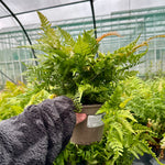 Dryopteris erythrosora ‘Compact’ - 2litre