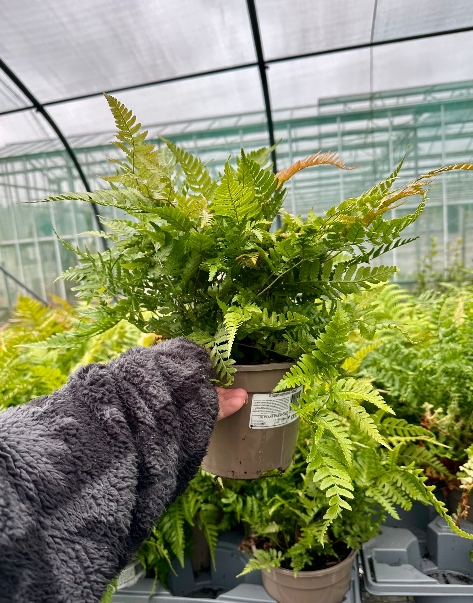 Dryopteris erythrosora ‘Compact’ - 2litre