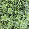 Pittosporum ‘Silver Ball’ - 7.5Litre