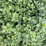 Pittosporum ‘Silver Ball’ - 7.5Litre