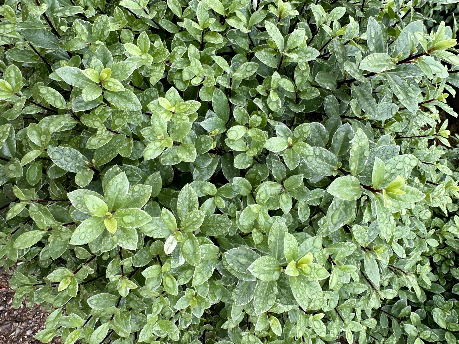Pittosporum ‘Silver Ball’ - 7.5Litre
