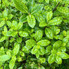 Pittosporum ‘Golf Ball’ - 7.5Litre