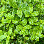 Pittosporum ‘Golf Ball’ - 7.5Litre
