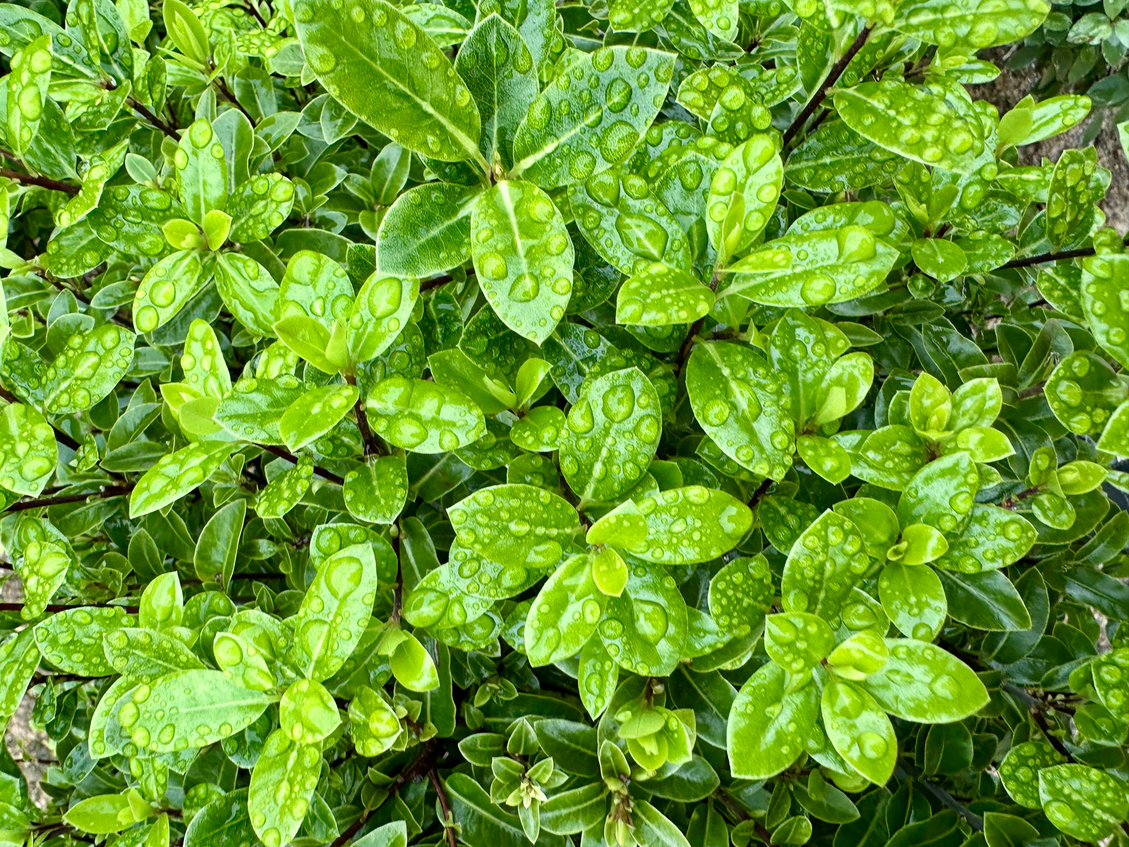 Pittosporum ‘Golf Ball’ - 7.5Litre