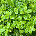 Pittosporum ‘Golf Ball’® - 7.5Litre