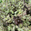 Pittosporum ‘Tom Thumb’ - 7.5Litre