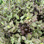 Pittosporum ‘Tom Thumb’ - 7.5Litre