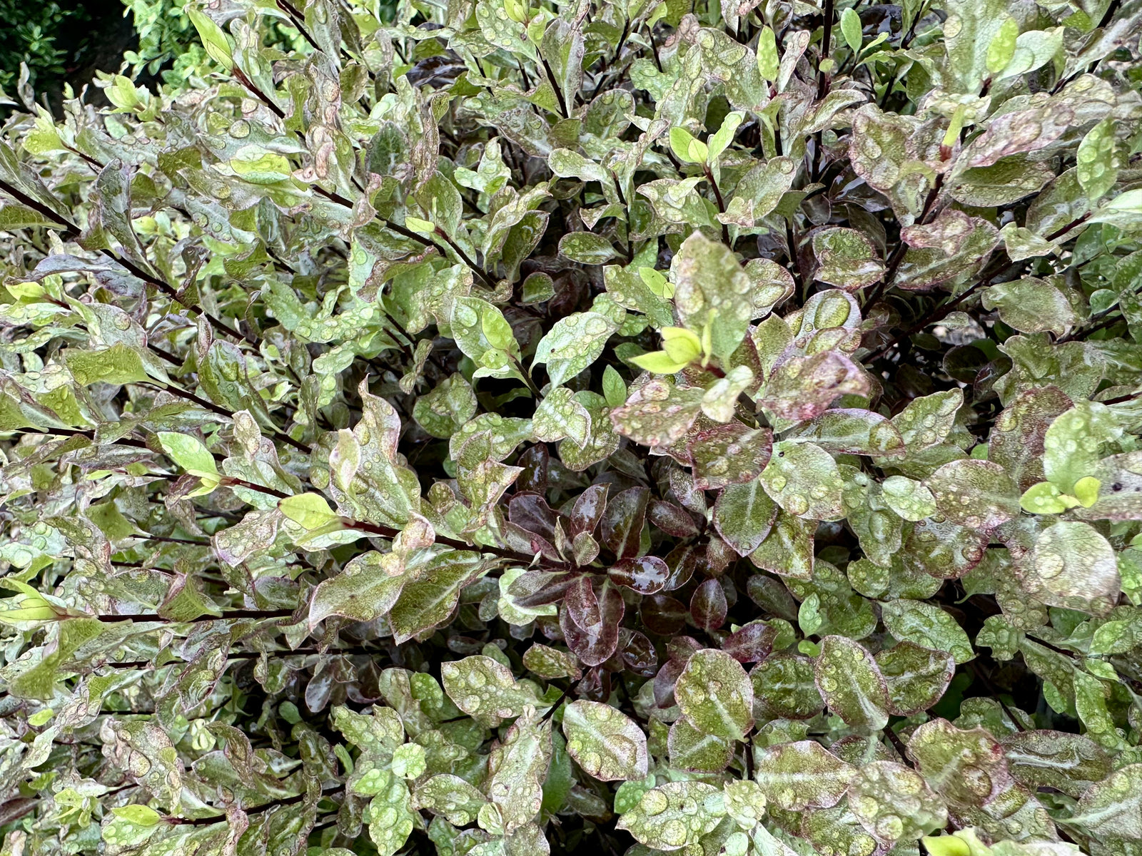 Pittosporum ‘Tom Thumb’ - 7.5Litre