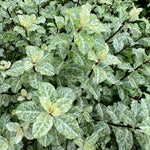 Pittosporum tenuifolium ‘Irene Paterson’ - 7.5 Litre