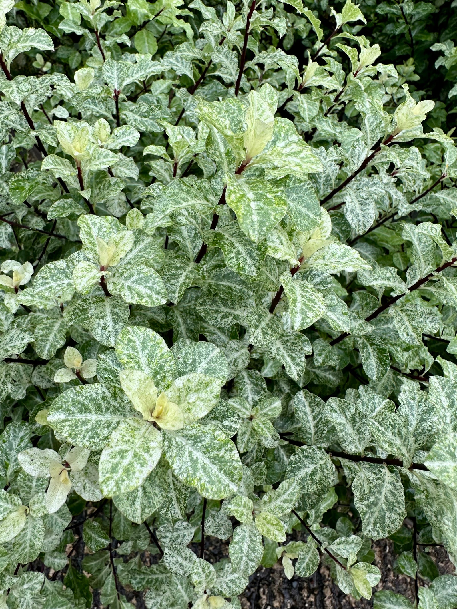 Pittosporum tenuifolium ‘Irene Paterson’ - 7.5 Litre