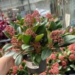 Skimmia japonica 'Rubella' - P13