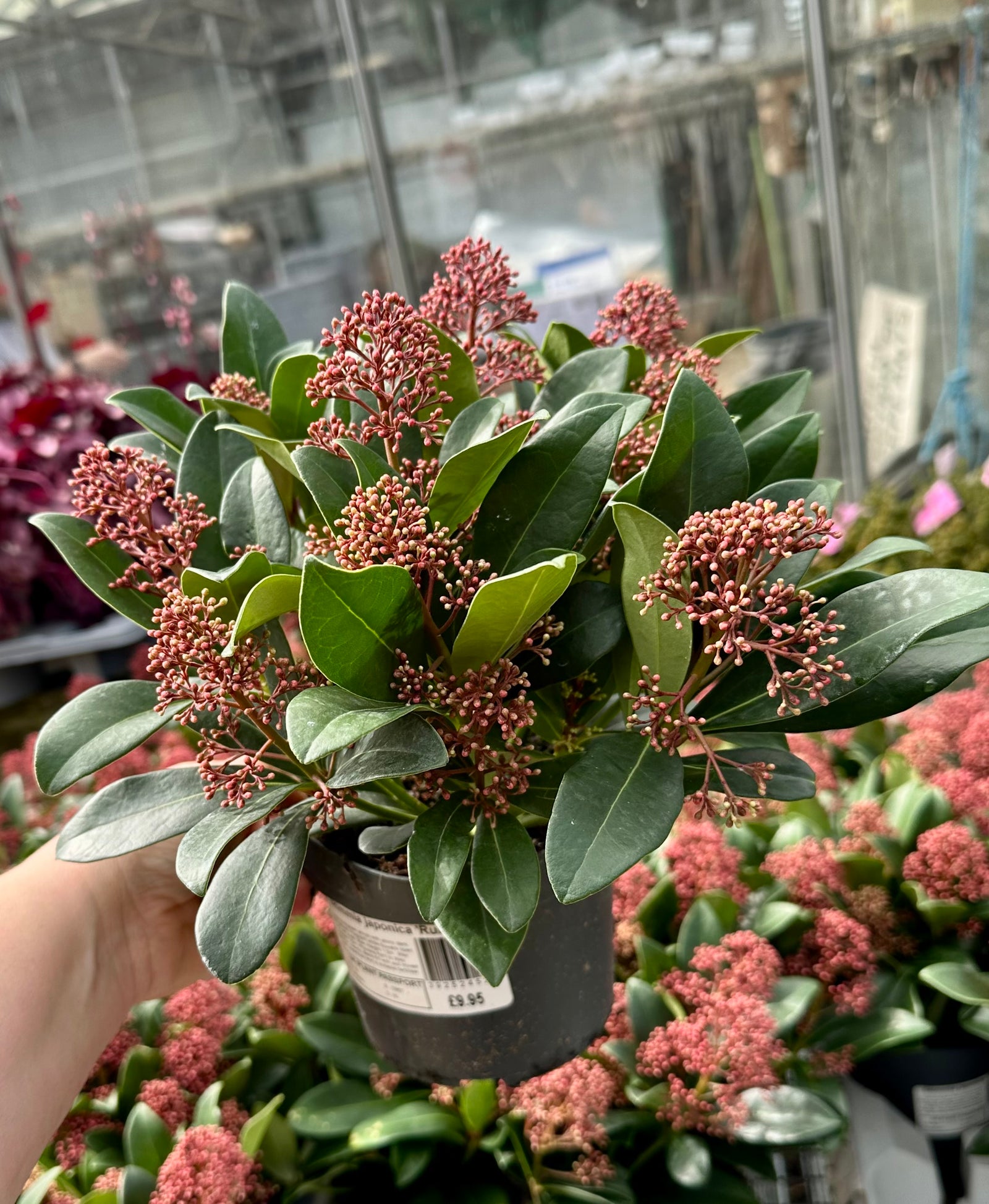 Skimmia japonica 'Rubella' - P13
