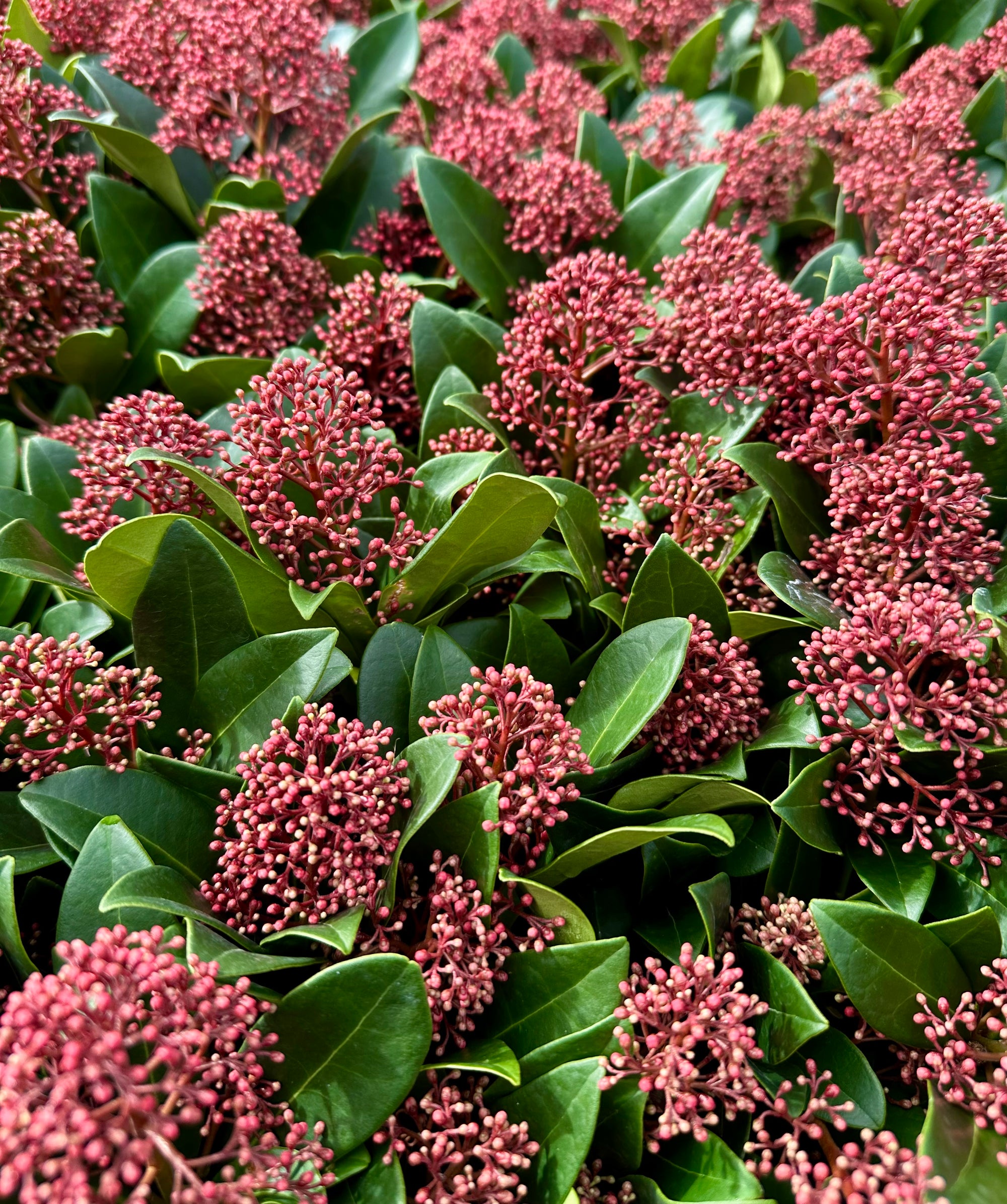 Skimmia japonica 'Rubella' - P13